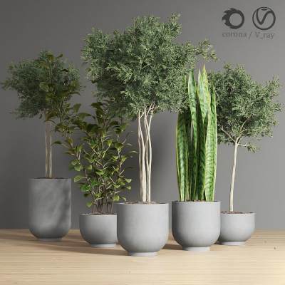 现代绿植盆栽组合